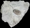 Flexicalymene Trilobite from Ohio - D #5904-2